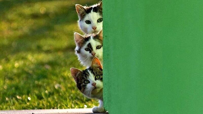 Three Cats Peeking