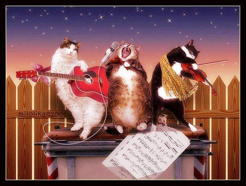 Three Cats Performing Music