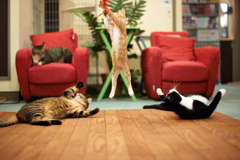 Three Cats Playing Indoors