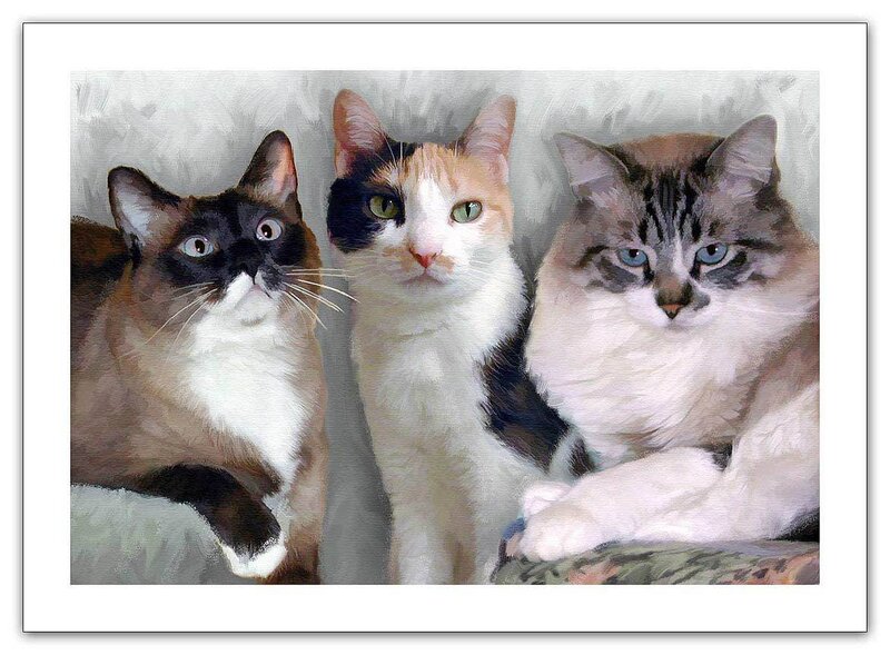 three cats portrait