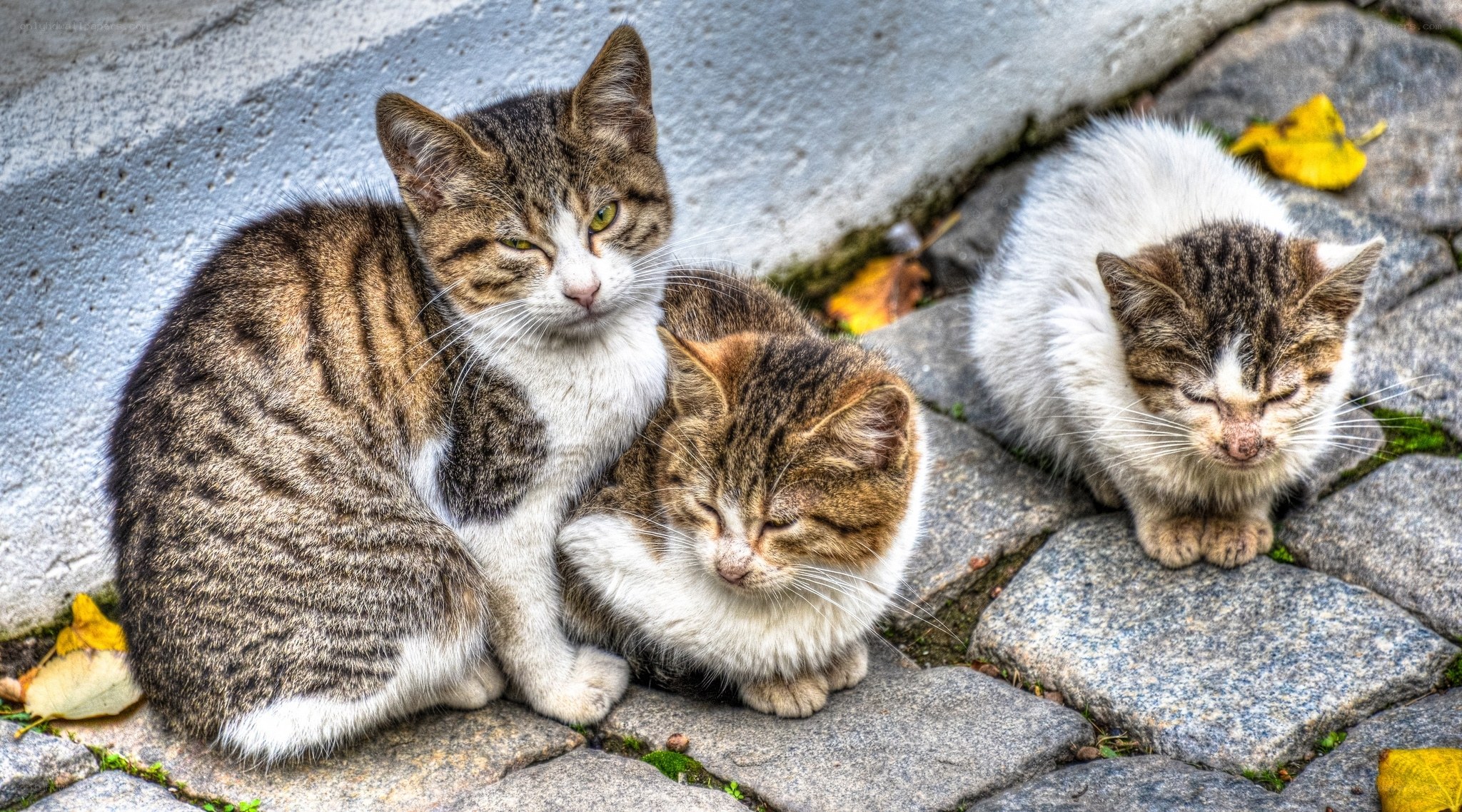 Three cats resting on cobblestones
