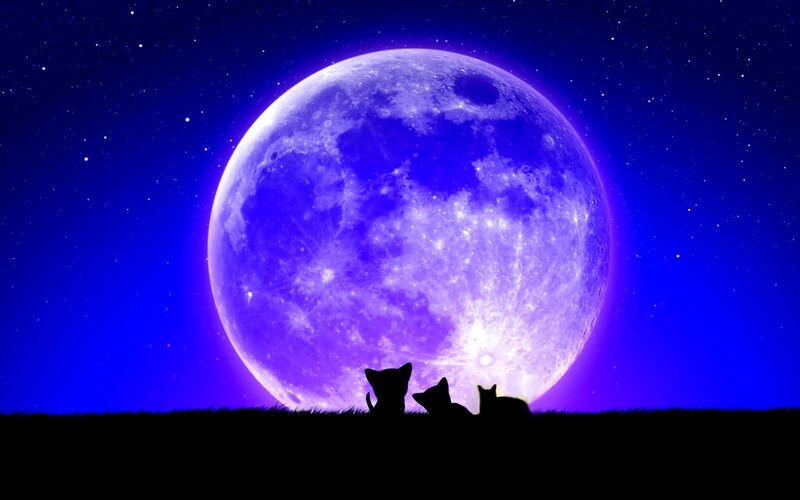 Three Cats Silhouetted