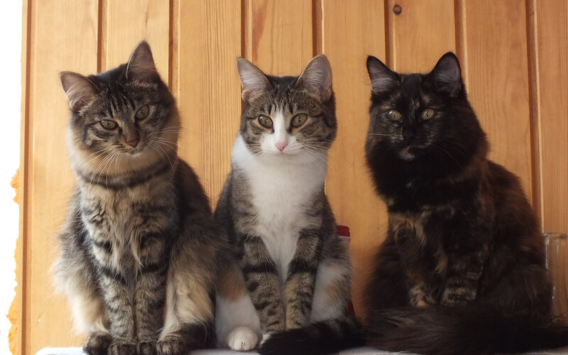Three Cats Sitting — Brown