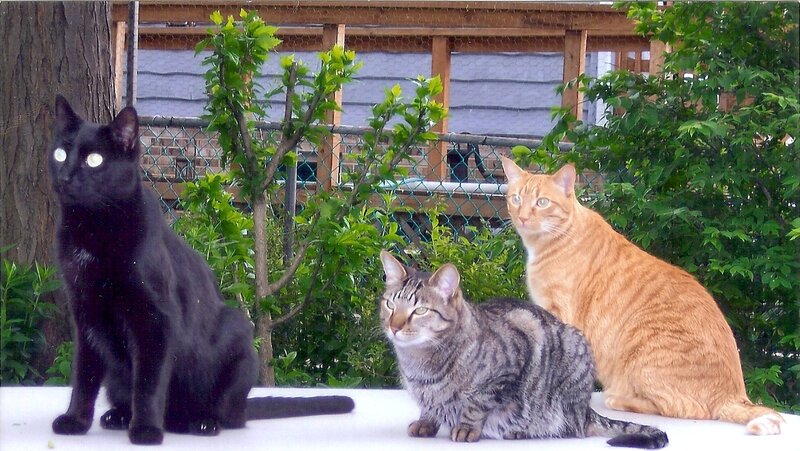 Three Cats Sitting Outside