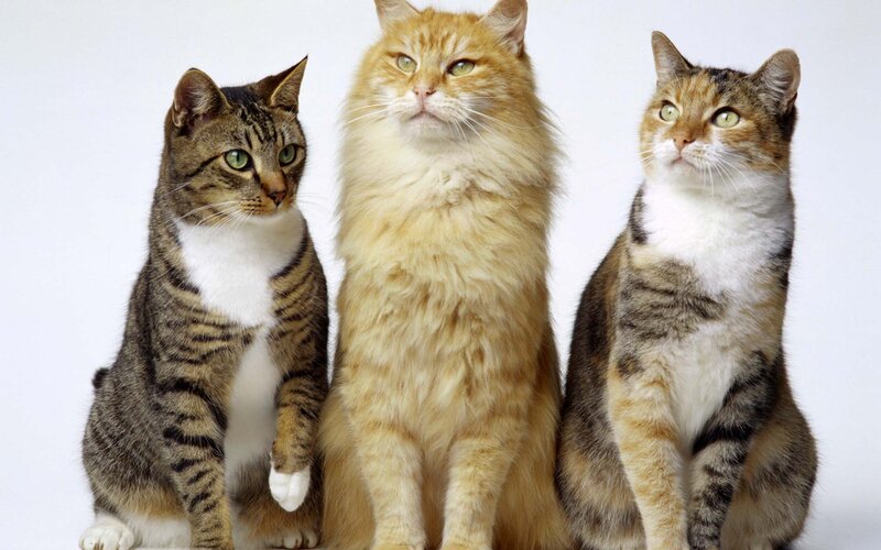 Three Cats Sitting