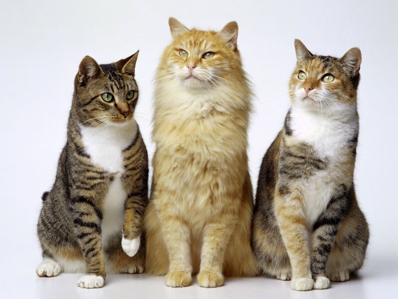 three cats sitting together