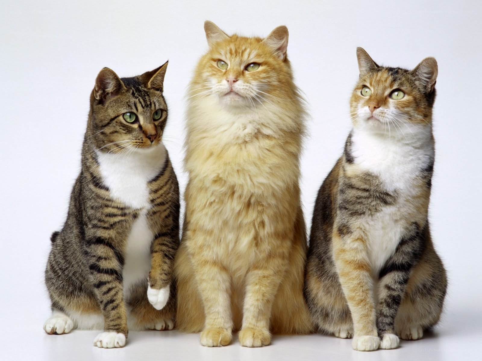 three cats sitting together