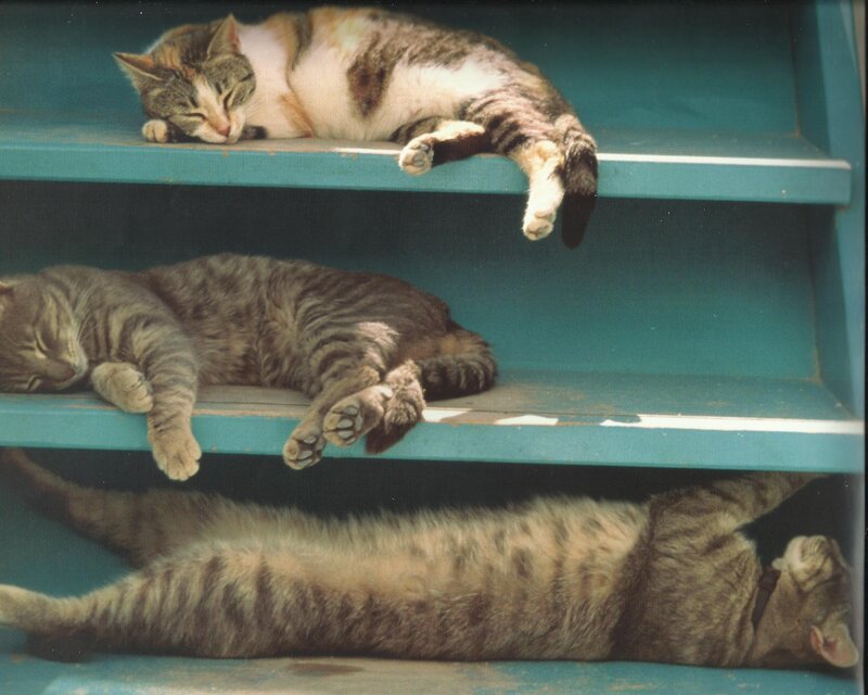 Three Cats Sleeping — Blue, Calm