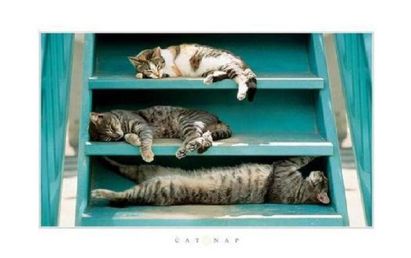 Three Cats Sleeping — Blue