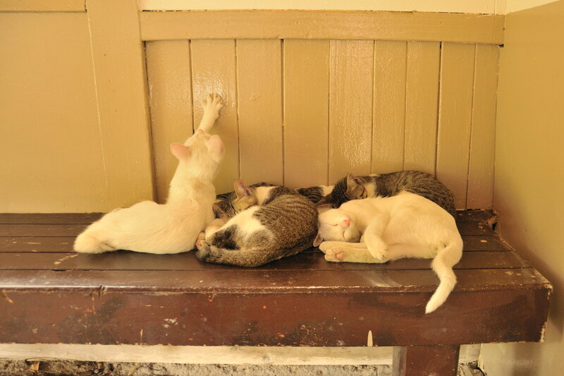 Three Cats Sleeping — Brown, Peaceful, Photograph