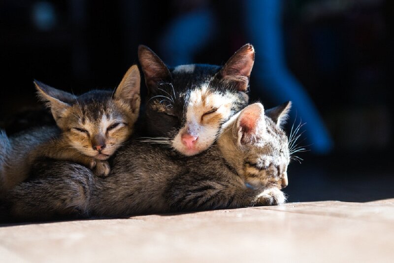 Three Cats Sleeping — Brown, Peaceful
