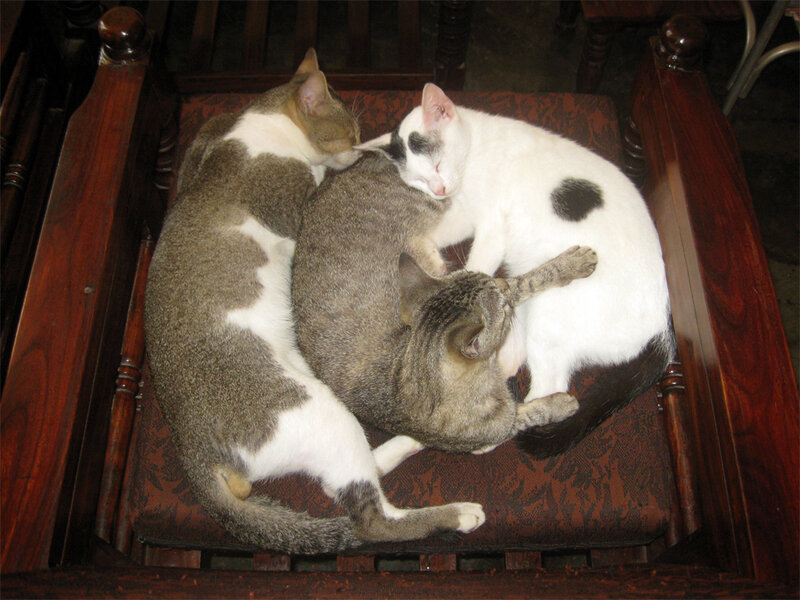 Three Cats Sleeping — Brown