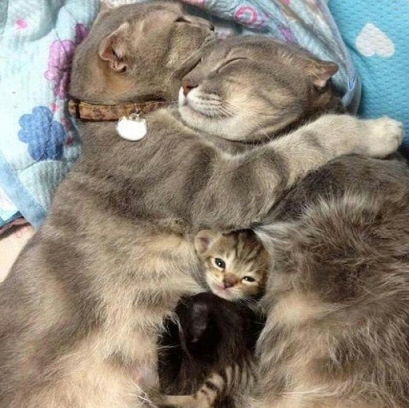 Three Cats Sleeping — Gray
