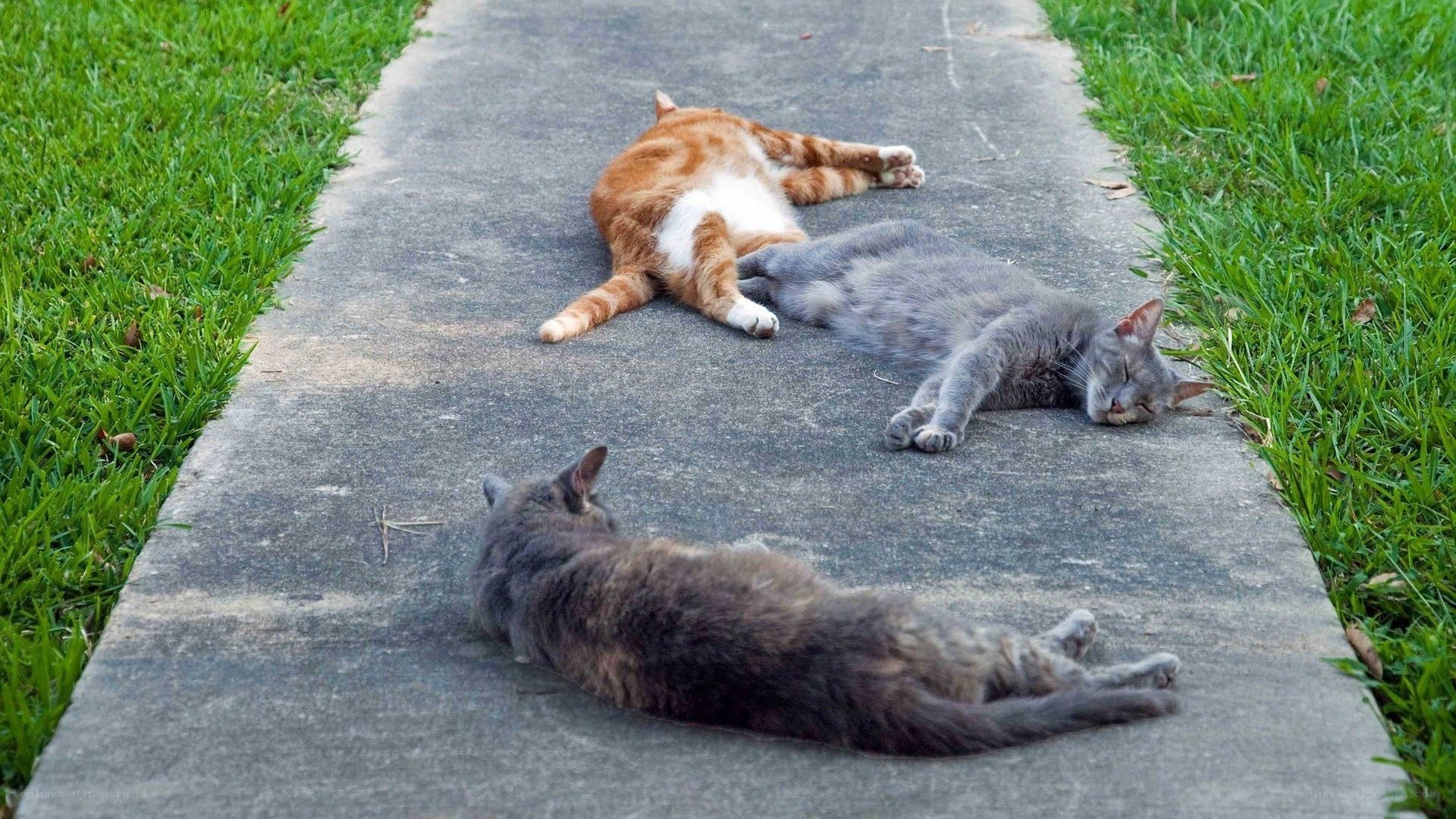 Three cats sleeping on a path