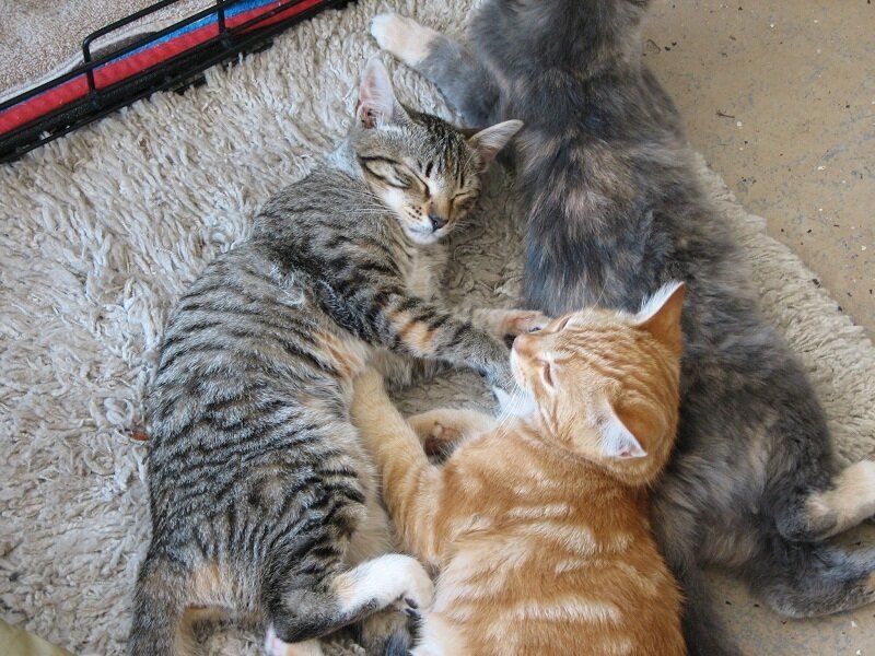 Three Cats Sleeping