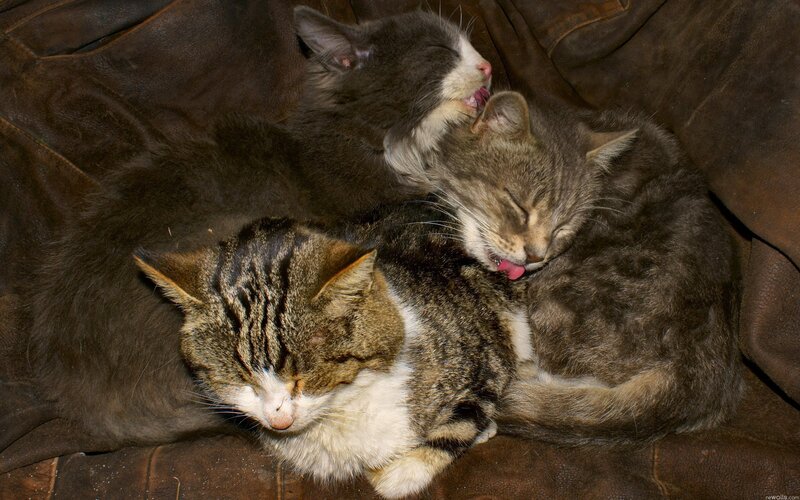Three cats sleeping together