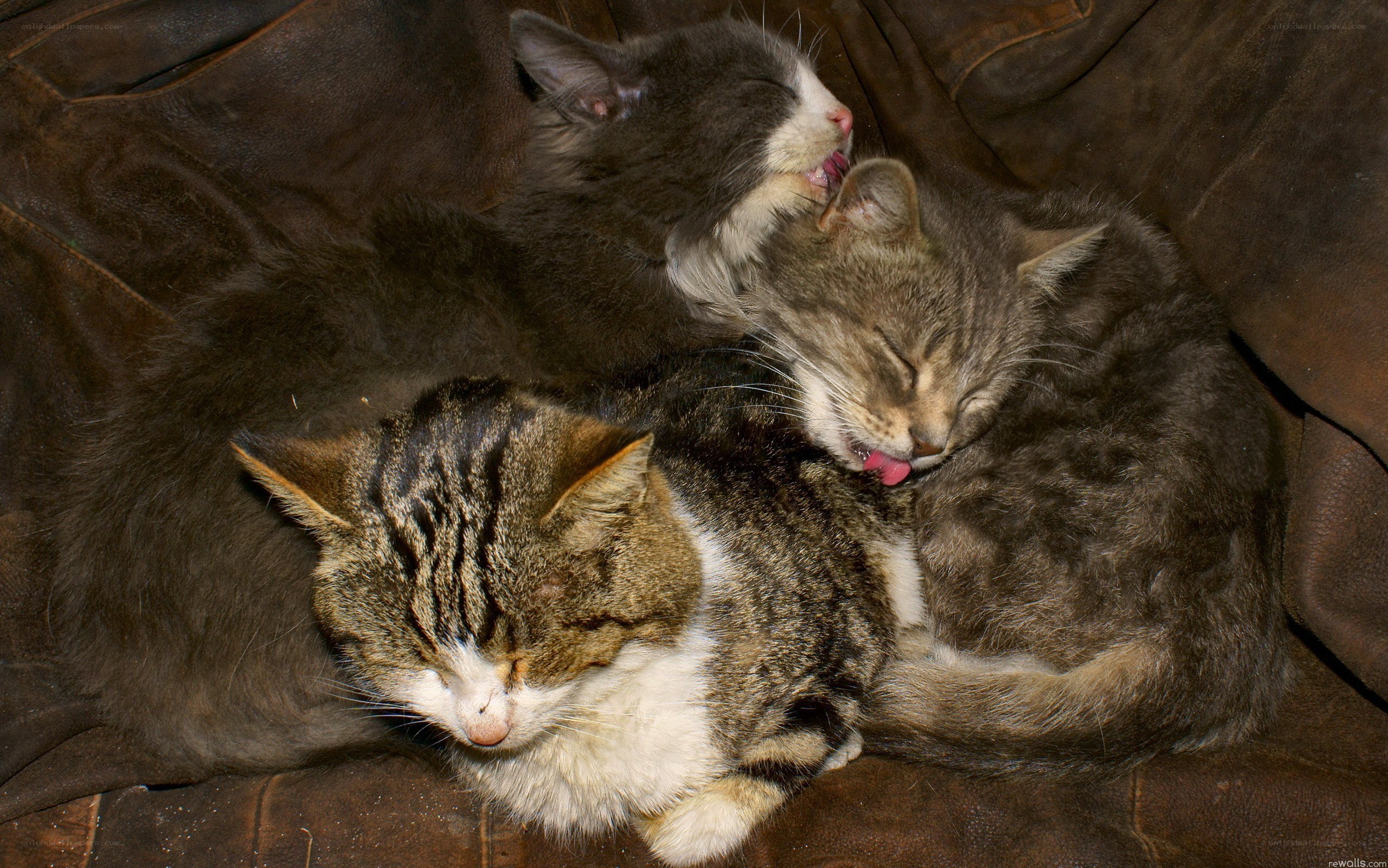 Three cats sleeping together