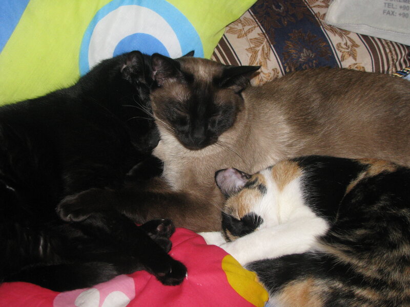 Three cats sleeping together
