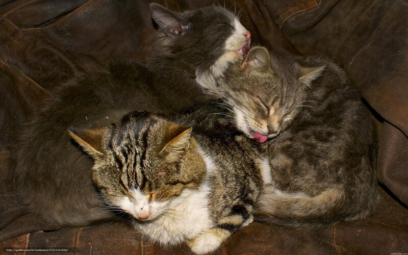 Three cats sleeping together
