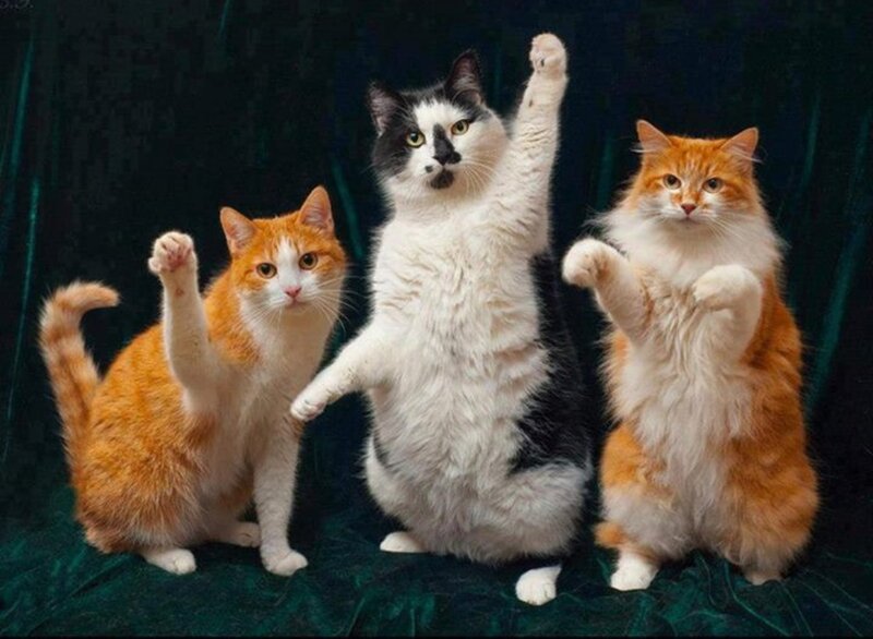 Three Cats Standing — Orange