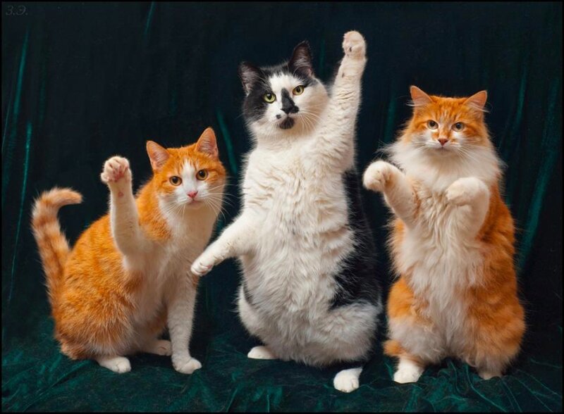Three Cats Standing