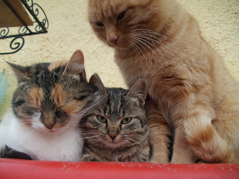 Three Cats Together