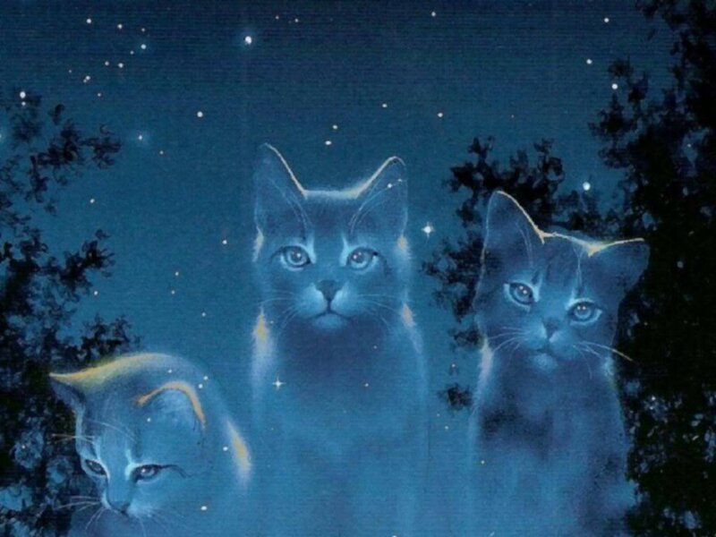 three cats under starry sky
