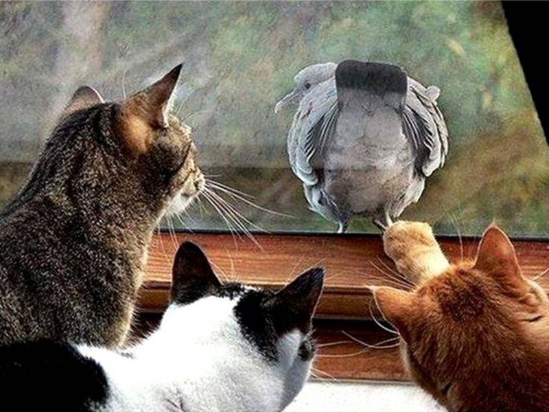 Three Cats Watching a Pigeon