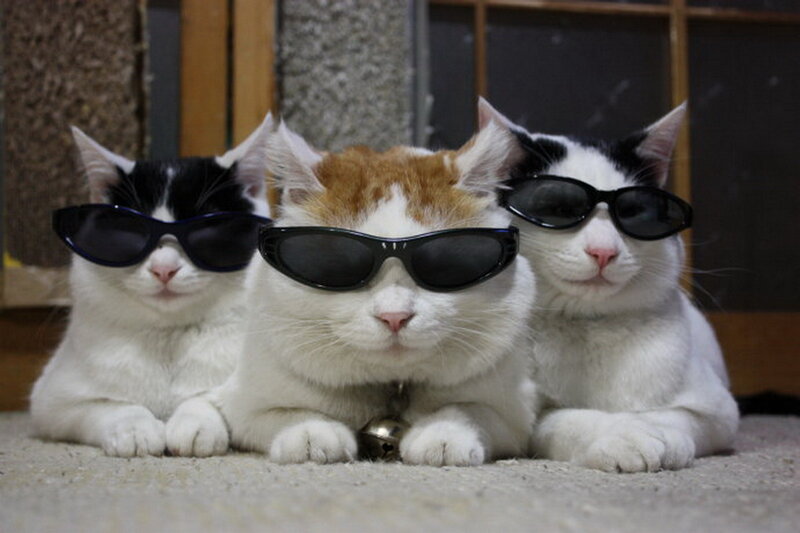 Three Cats Wearing Sunglasses