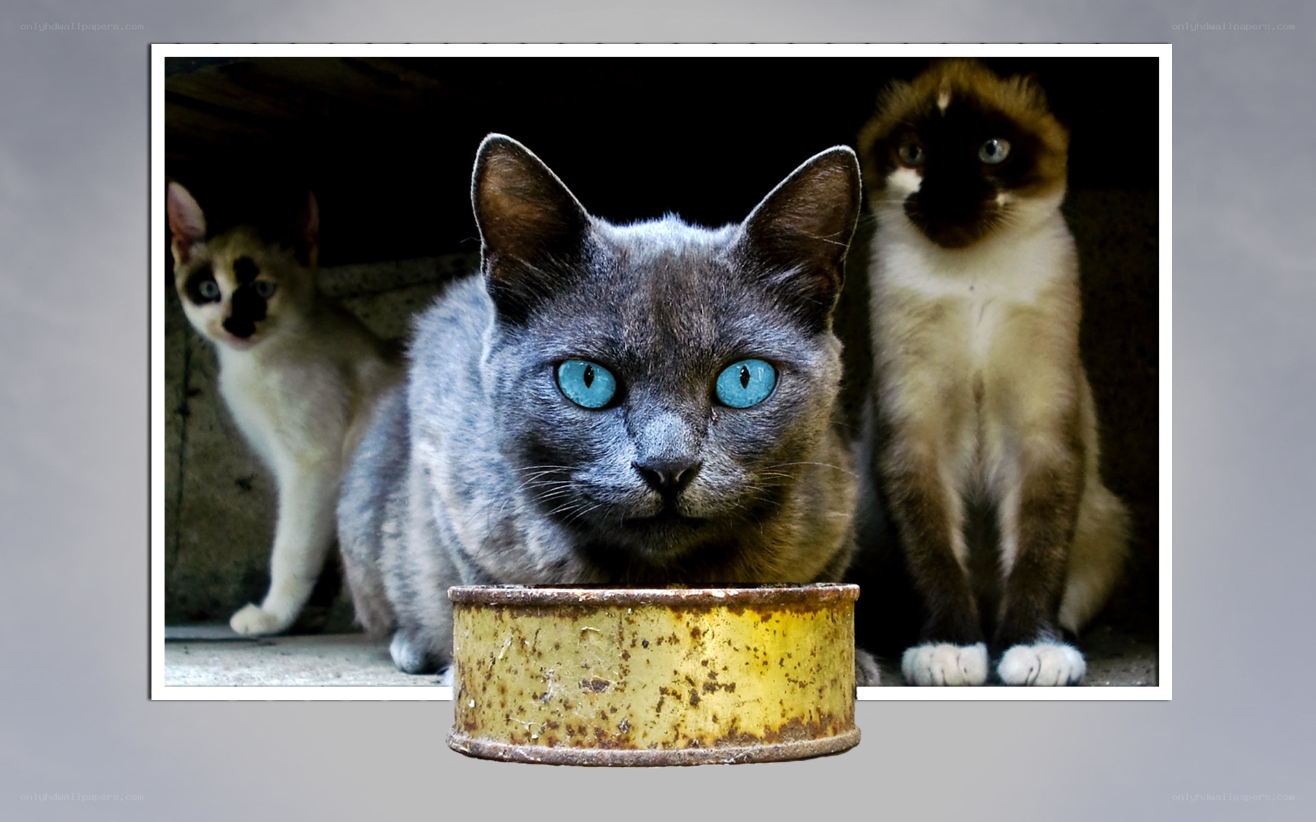 three cats with blue eyes