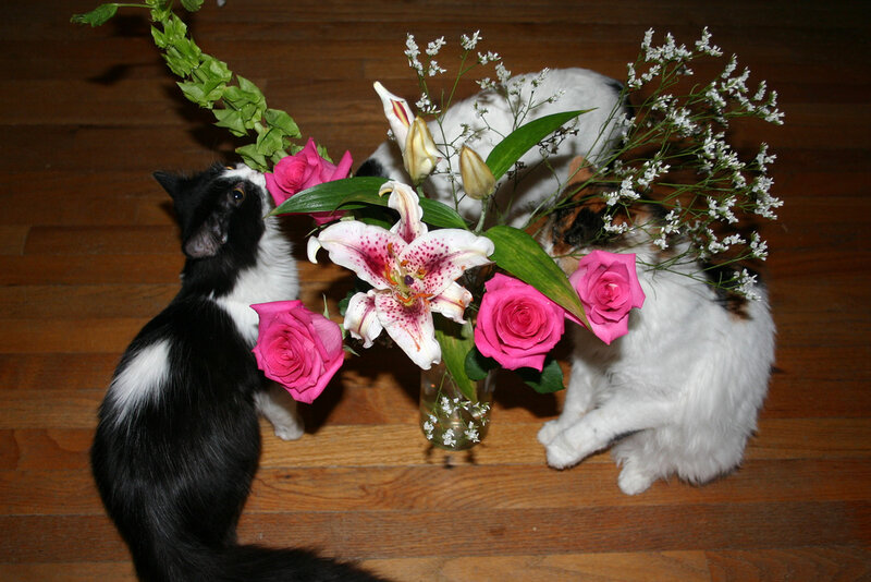 Three Cats with Flowers