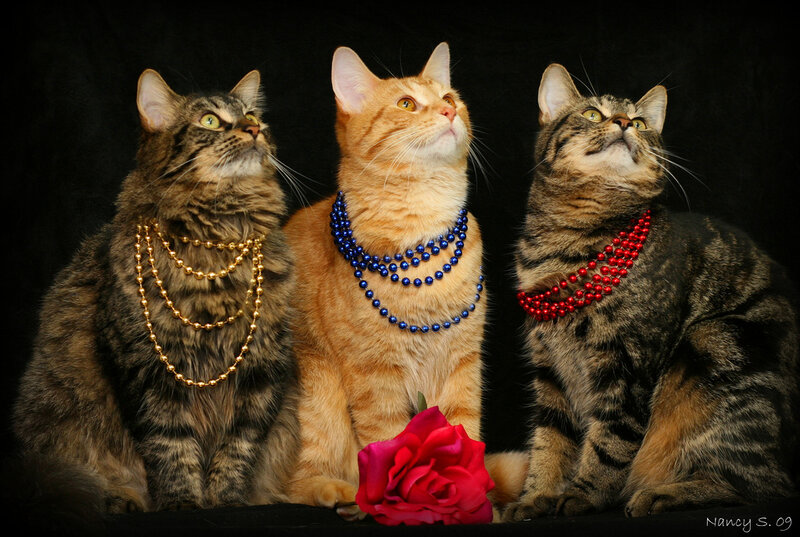 Three Cats with Necklaces
