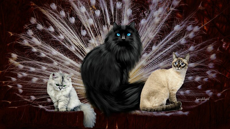 Three Cats with Peacock Feathers