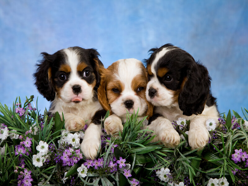 Three Cavalier King Charles Puppies