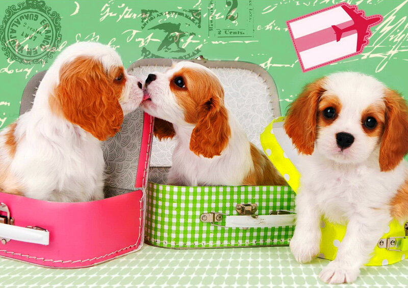 Three Cavalier King Charles Spaniel Puppies