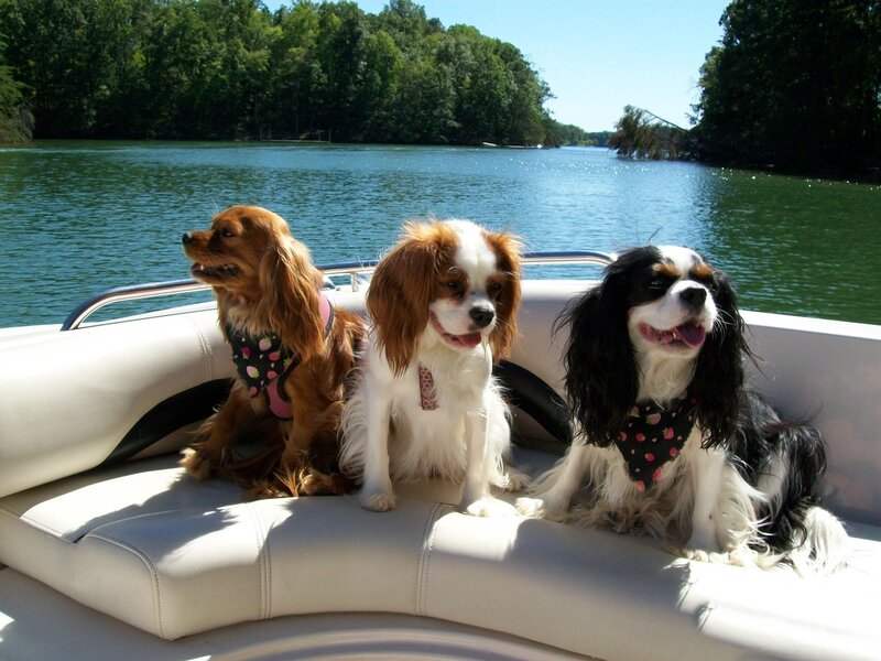 Three Cavalier King Charles Spaniels