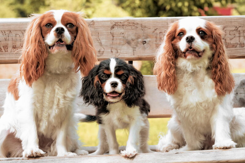 Three Cavalier King Charles Spaniels — White
