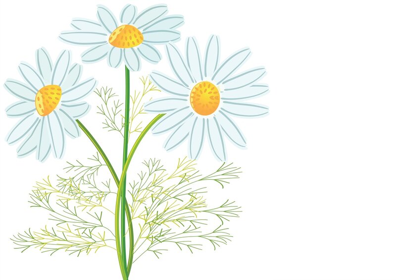 Three Chamomile Flowers
