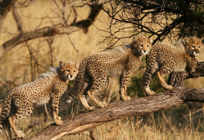 Three Cheetah Cubs — Brown