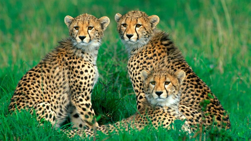 Three Cheetah Cubs — Green