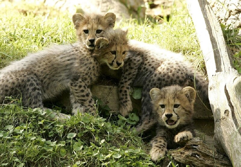 three cheetah cubs in grass