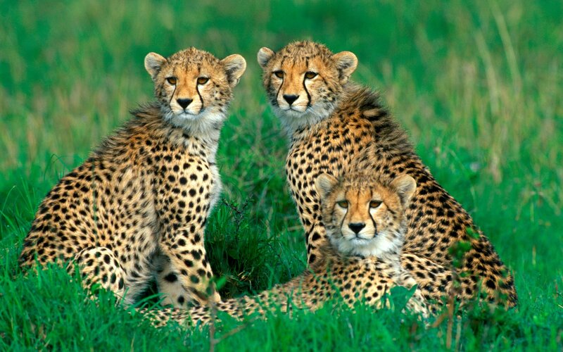 Three cheetah cubs in grass