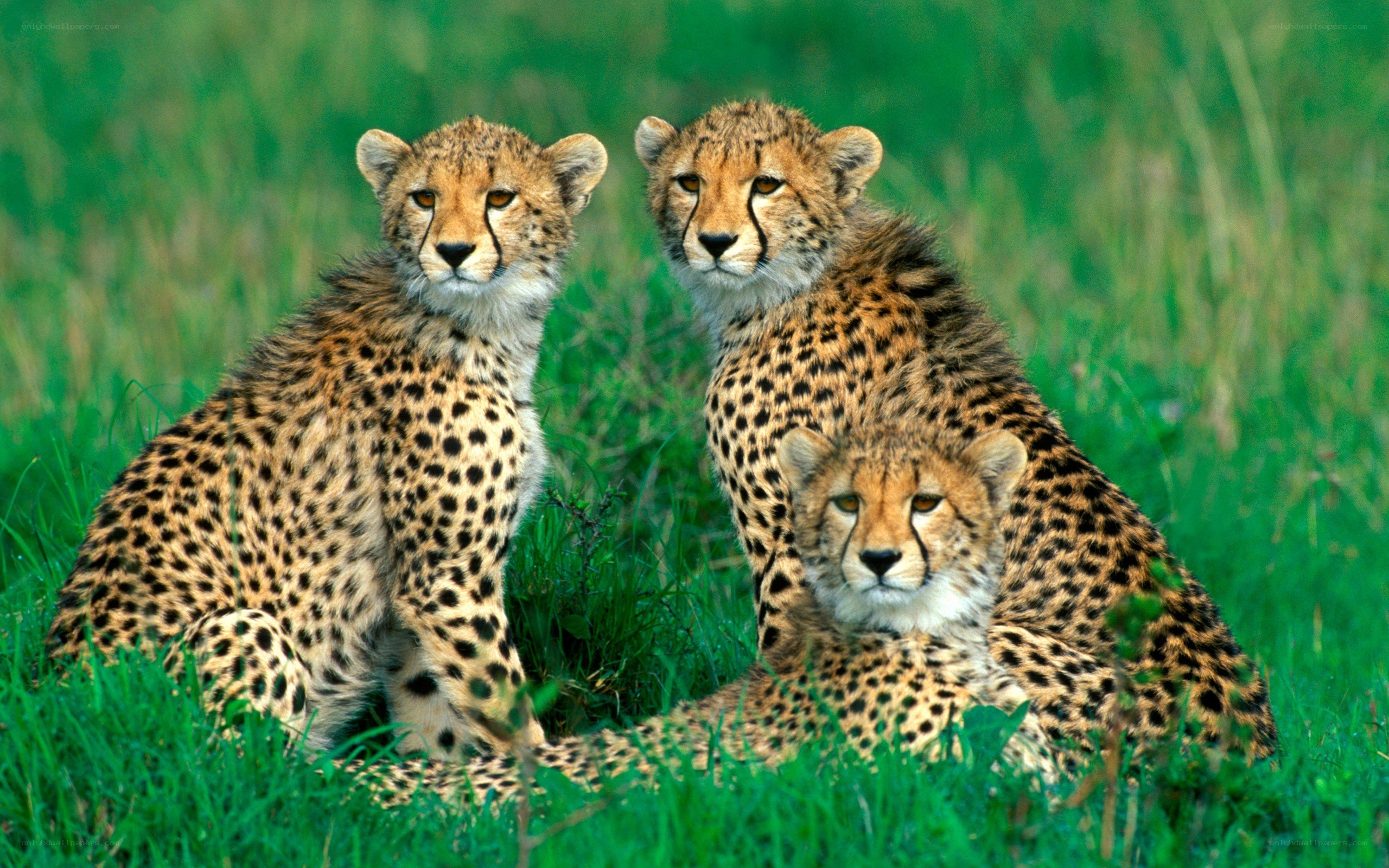 Three cheetah cubs in grass
