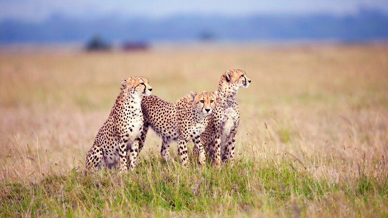 Three Cheetahs in Grass — Brown, Calm, Afternoon, Photograph, Savanna, Sky