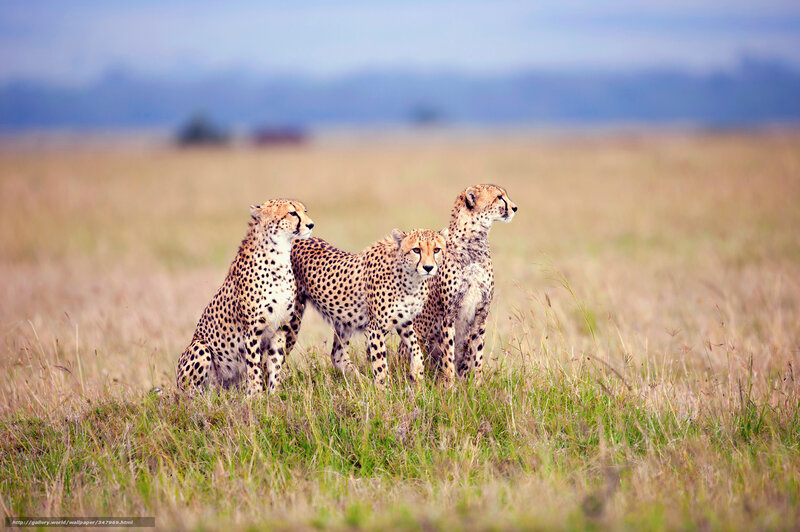 Three Cheetahs in Grass — Brown, Calm, Afternoon, Photograph, Savanna