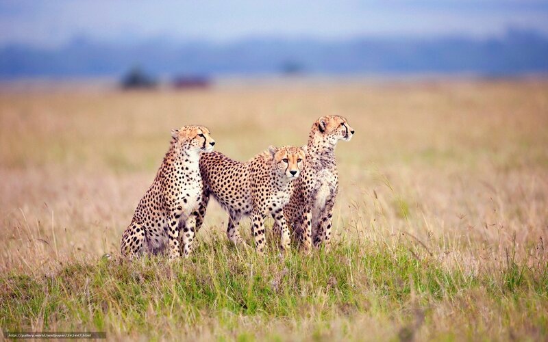 Three Cheetahs in Grass — Brown, Calm, Afternoon, Photograph
