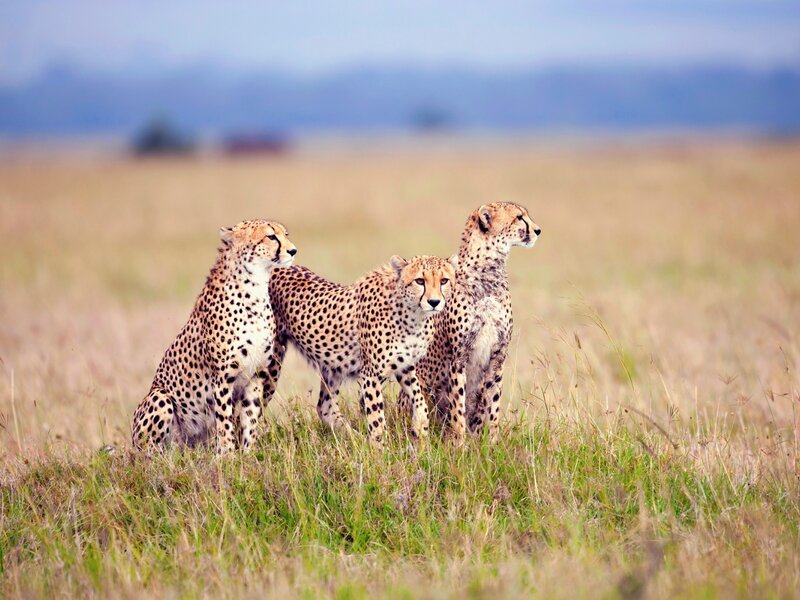 Three Cheetahs in Grass — Brown, Calm, Afternoon