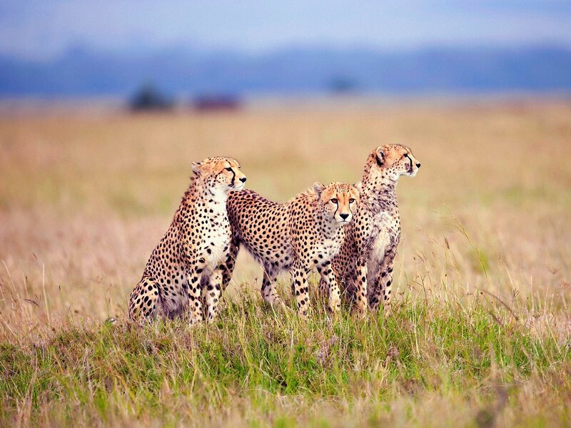Three Cheetahs in Grass — Brown, Calm