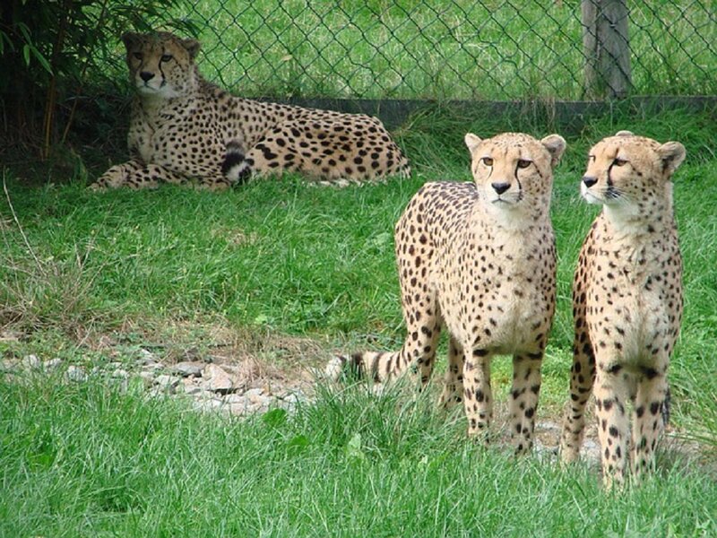 Three Cheetahs in Grass — Green