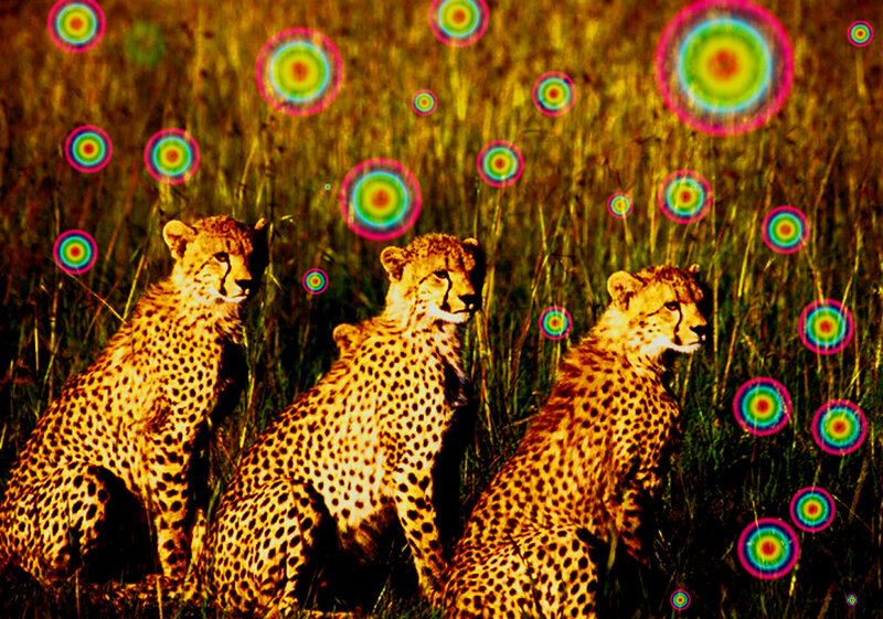 Three Cheetahs in Grass